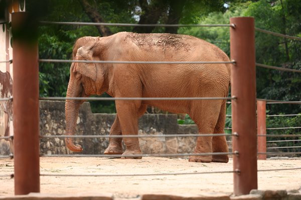 金股配资网 你会买大象粪便文创吗？探访广州动物园里的“绿色商店”